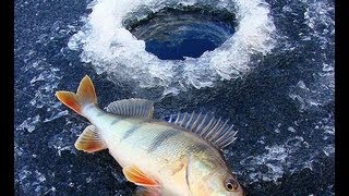 Wędkarstwo Podlodowespod lodu w zimie Ice Fishing Karasie i okonie na mormyszkę [upl. by Esela]