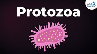 Introduction to Protozoa  Microorganisms  Biology  Dont Memorise [upl. by Coit]