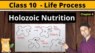 Holozoic Nutrition  What is holozoic nutrition  holozoic nutrition in amoeba  Class 10 Science [upl. by Brockwell]