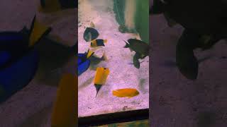 Yellow Longnose Butterflyfish Eating Pellet 12 mm [upl. by Dowzall]