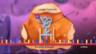 Translation animation explained in Urdu Central Dogma [upl. by Bullough]