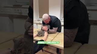 Animals Chiropractic 💚💚💚asmr cat dogshorts katze foryou animals chiropractic [upl. by Cleodel61]