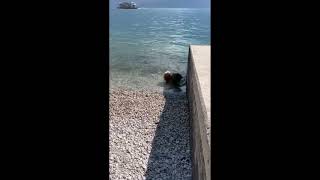 FALCO von der Arnolds Eiche macht Urlaub am Gardasee [upl. by Ahsila137]