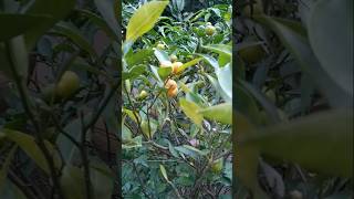 Best lemon plants for gardening harvesting viralshort subs [upl. by Alehtse]