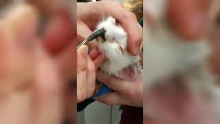 AMAZING CUTEREBRA REMOVAL FROM CATS NOSE RESCUE CAT [upl. by Purse]