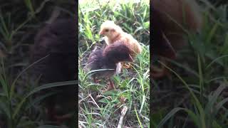 cutebaby chick🐥baby cutebaby shortvideo tranding viralshorts shorts short [upl. by Llemor601]