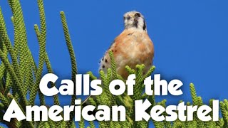 Call of the American Kestrel Smallest Falcon Raptor Calls [upl. by Anneehs]