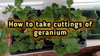 How to grow geranium by cuttings  overwintering geraniums by cuttings  Garden Ideas amp DIY [upl. by Aniuqal]