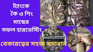 ট্যাংকে কৈ ও শিং মাছের সফল হারভেস্টিং  Koi amp Shing Fish Harvesting [upl. by Oilenroc564]