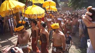 TENGANAN PEGRINGSINGAN FESTIVAL 2018 PANDAN WAR MEKAREKARE IN TENGANAN VILLAGE  BALI [upl. by Neelcaj449]