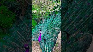 Peacock Bird Most different videos amp Mor Peacock dance pravinthakor peacock part218 [upl. by Patrica]