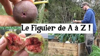 Le Figuier de A à Z presque [upl. by Norvol]