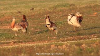 Great Bustard Courtship Behaviour [upl. by Cornie190]