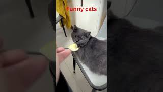 When cat meet food they don’t like shorts facts funfacts [upl. by Nitsua]