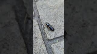 Large Ground Beetle Scurrying naturelovers nature wildlife insects beetles [upl. by Cutcheon]