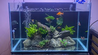 Goldfish Tank Aquascape 80x50x50cm [upl. by Atsylak]