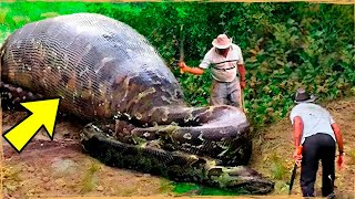 Esses Trabalhadores Encontraram Cobra Gigante Mas o que Surpreendeu era o que Tinha DENTRO DELA [upl. by Banky]