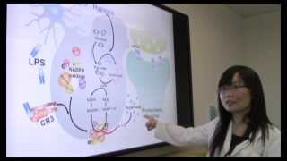 LongTerm Synaptic Depression Triggered by Microglia [upl. by Selene]