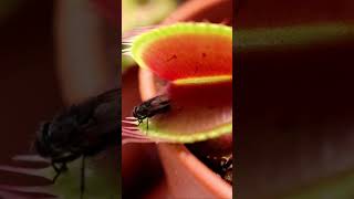 Fly To Slow For VENUS FLYTRAP PLANTS CARNIVOROUS escape [upl. by Synn]