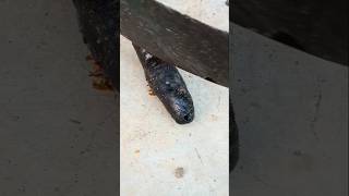 Black Pupa jwildlifetv [upl. by Eimarrej526]