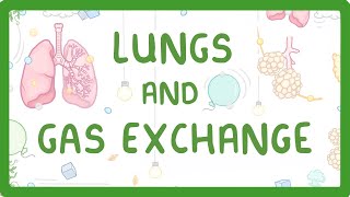 GCSE Biology  Gas Exchange and Lungs 26 [upl. by Cohlier]