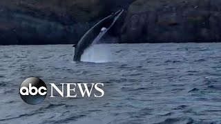 Minke whale spotted off Irish coast [upl. by Ungley]