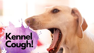 Kennel Cough What it sounds like and how a veterinarian will treat kennel cough [upl. by Femmine687]