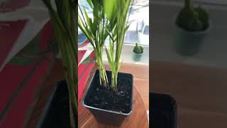 Repotting a Florida Palm Tree from Florida [upl. by Solracsiul]