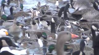 Wild Swan Feed WWT Slimbridge [upl. by Anaeg]