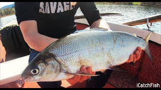 Zweitageausflug Greifensee  Felchenfischen iCatchfish [upl. by Notrab]