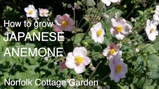 How to grow Japanese Anemone [upl. by Elakram]