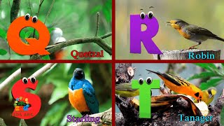 Birds phonics song for toddlers Phonics Song for kids Learn Alphabets with colorful birds [upl. by Rj]