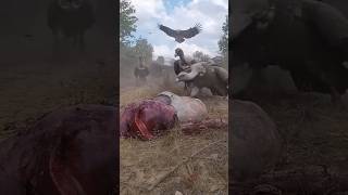 Vultures Can Eat Biggest Carcasses in a few Seconds shorts facts [upl. by Ataliah]