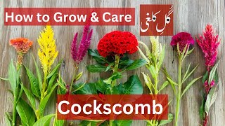 How to grow amp care cockscomb plant celosia  Brilliant House Plant [upl. by Seafowl]