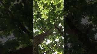 Sessile oak Quercus petraea  canopy  August 2018 [upl. by Namurt]