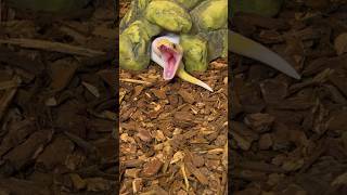 Snake yawn😍 ballpython reptiles pets animals wildlife fyp shorts viral [upl. by Alegnaoj]