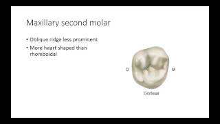 Dental Anatomy Permanent Molars [upl. by Nallac]