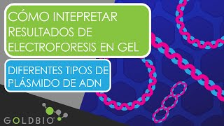 Cómo Intepretar Resultados De Electroforesis En Gel Diferentes tipos de plásmido de ADN [upl. by Naitsirhk]