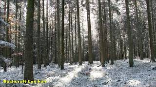 Stadtwald St Georgen im Schwarzwald im Winter Schnee bedeckte Fichten amp Tannen Bushcraft Lexikon [upl. by Stig93]