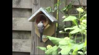 Erdnussbutter Vogelfutterhaus von Esschert Design jetzt bei Dantode [upl. by Kenwood]