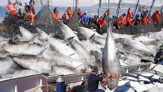 Amazing Big Catch on The Sea  Catching and Processing Hundreds Tons of Fish With Modern Big Boat [upl. by Gabbert]