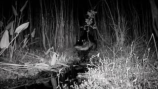 Alligator at Night burping up some Swamp Gas [upl. by Accebor]