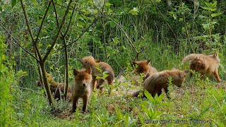 Leben im Paradies – 7 spielende Fuchsbabys 🦊 ungestört im menschenleeren Wasserwerkswald  UHD  4K [upl. by Amelia]