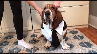 basset getting ready for work [upl. by Hildegard670]