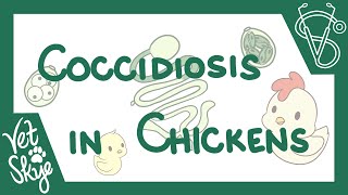 Coccidiosis in Chickens  causes pathophysiology life cycle diagnosis prevention [upl. by Anauqat]