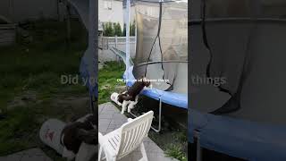 Cute Dog Checking Out New Things In The Yard Ember The English Springer Spaniel shorts [upl. by Noelle]