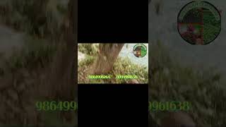 White sandalwood santalum variety greenenvironment farming youtubeshorts YouTube [upl. by Franciska]