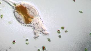 Rotifer  Philodina roseola [upl. by Ki]