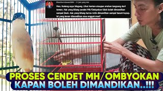 BEGINI SAJA Sih Prosesnya ❗️ MERAWAT CENDET BAHAN MH OMBYOKAN Dalam Segi Pemandian [upl. by Lehpar]