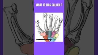 What is this called👈🤚youtube anatomy ytshorts medicaltest [upl. by Loziram]